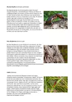 Vorschau - Stationenlernen - Insekten: Steckbriefe erstellen (inkl. 15 Steckbriefe) - Gruppenpuzzle - Seite 3