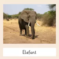 Vorschau - Bildkarten - Bildkarten: Tiere - Deutsch & Naturwissenschaften - Seite 1