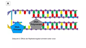 Vorschau - Präsentationen/Tafelbilder - DNA-Replikation: Ablauf anhand von Bildkarten erschließen - Seite 2