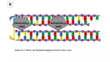 Vorschau - Präsentationen/Tafelbilder - DNA-Replikation: Ablauf anhand von Bildkarten erschließen - Seite 3