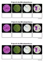 Vorschau - Arbeitsblätter - Arbeitsblatt Übersicht Präparate Mikroskopieren - Seite 1