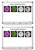Vorschau - Arbeitsblätter - Arbeitsblatt Übersicht Präparate Mikroskopieren - Seite 2