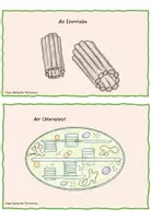 Vorschau - Arbeitsblätter - Zellorganellen - abgeänderter Lesespaziergang - Seite 3