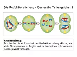 Vorschau - Stundenentwürfe - Meiose - Unterrichtsmaterial mit Arbeitsblatt / Unterrichtsstunde - Seite 3