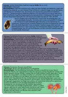 Vorschau - Arbeitsblätter - Arbeitsblatt Zeigerorganismen Bioindikatoren Ökologie Toleranz - Seite 2