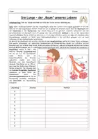Vorschau - Stundenentwürfe - Die Lunge - Arbeitsblatt: Aufbau und Funktion der Lunge - Seite 1