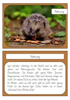 Vorschau - Arbeitsblätter - Der Igel - Steckbrief (1. Klasse und Vorschule) - Seite 2