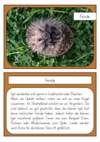 Vorschau - Arbeitsblätter - Der Igel - Steckbrief (1. Klasse und Vorschule) - Seite 3