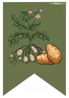 Vorschau - Poster - Die Kartoffel - Tafel- & Zusatzmaterial - Seite 1