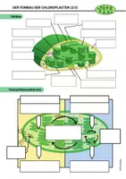 Vorschau - Arbeitsblätter - Feinbau der Chloroplasten Fotosynthese Ökologie Stoffwechsel - Seite 2