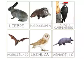 Vista previa - Refuerzo / NEE / Materiales de apoyo - EL ANIMALES DEL BOSQUE - VOCABULARIO: Tarjetas 3 partes. Montessori. Imágenes reales - página 3