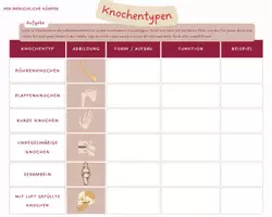 Vorschau - Arbeitsblätter - Knochentypen - Infokärtchen und Arbeitsblatt - Seite 2
