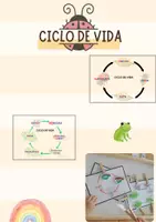 Vista previa - Tarjetas / Manipulativos - Tarjetas manipulativas - CICLO DE VIDA Montessori - Portada
