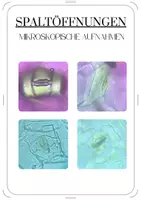 Vorschau - Arbeitsblätter - mikroskopische Aufnahmen von Spaltöffnungen - Deckblatt