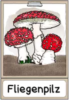 Vorschau - Poster - Pilze | Tafelmaterial: Bild- und Textkarten - Seite 3