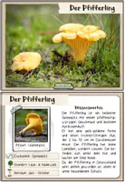 Vorschau - Merkblätter - Pilze | Bestimmungskartei: Heimische Pilze - Seite 3