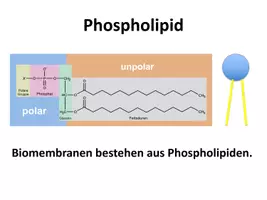 Vorschau - Stundenentwürfe - Aufbau der Biomembran/Zellmembran - Seite 3
