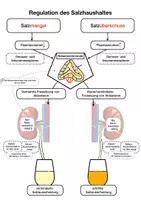 Vorschau - Arbeitsblätter - Material Regulation Wasserhaushalt - Seite 2
