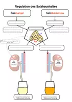 Vorschau - Arbeitsblätter - Material Regulation Wasserhaushalt - Seite 3