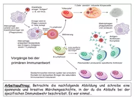 Vorschau - Stundenentwürfe - Spezifische Immunabwehr - Kreative Unterrichtsstunde mit Arbeitsblatt - Seite 3