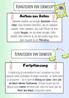 Vorschau - Arbeitsblätter - Materialpaket:Kennzeichen von Lebewesen-Infokarten+AB+Diff. - Seite 2