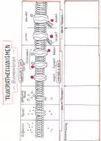 Vorschau - Arbeitsblätter - Transportmechanismen AB - Deckblatt
