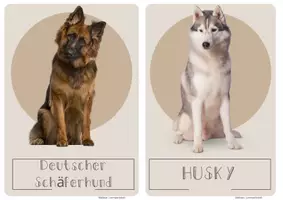 Vorschau - Bildkarten - Hunderassen Bildkarten - Seite 3