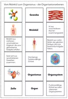 Vorschau - Spiele - Zuordnungsspiel zu den Organisationsebenen (Zellbiologie) - Seite 2