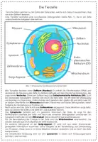 Vorschau - Stationenlernen - Gruppenpuzzle: Tier-, Pflanzen- und Bakterienzellen im Vergleich - Seite 2
