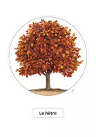 Aperçu - Feuilles d'exercices - Atelier d‘automne | 6 arbres à bricoler et à poser - Page 3