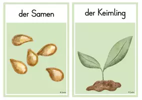 Vorschau - Arbeitsblätter - Entwicklung des Apfels - Seite 3
