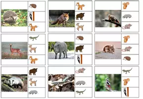 Vorschau - Fördermaterial/Inklusion - 20 Klammerkarten Waldtiere - foto und clipart - Bildlesen - Seite 1