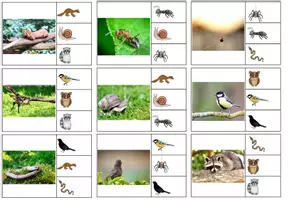 Vorschau - Fördermaterial/Inklusion - 20 Klammerkarten Waldtiere - foto und clipart - Bildlesen - Seite 2