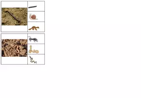 Vorschau - Fördermaterial/Inklusion - 20 Klammerkarten Waldtiere - foto und clipart - Bildlesen - Seite 3