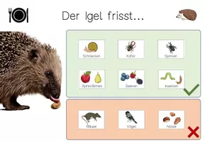 Vorschau - Fördermaterial/Inklusion - Klettmappe - Was frisst der Igel? Tiere im Wald - Seite 3