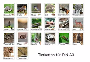 Vorschau - Fördermaterial/Inklusion - Plakat Stockwerke des Waldes + 20 Waldtiere Wald DIN A2, DIN A3, DINA4 - Seite 3