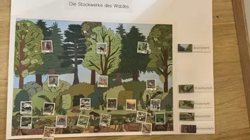Vorschau - Fördermaterial/Inklusion - Plakat Stockwerke des Waldes + 20 Waldtiere Wald DIN A2, DIN A3, DINA4 - Deckblatt