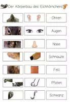 Vorschau - Fördermaterial/Inklusion - Klettmappe Körperteile Eichhörnchen - Tiere des Waldes - Seite 3