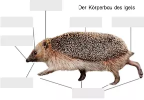 Vorschau - Arbeitsblätter - körperbau klettmappe igel - Arbeitsblatt - Seite 1