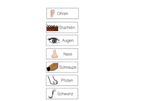 Vorschau - Arbeitsblätter - körperbau klettmappe igel - Arbeitsblatt - Seite 2