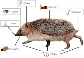 Vorschau - Arbeitsblätter - körperbau klettmappe igel - Arbeitsblatt - Seite 3