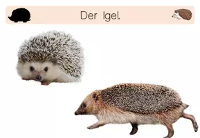 Vorschau - Fördermaterial/Inklusion - 13seitige PDF - Informationen Igel - Waldtiere - Seite 1
