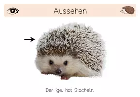 Vorschau - Fördermaterial/Inklusion - 13seitige PDF - Informationen Igel - Waldtiere - Seite 2