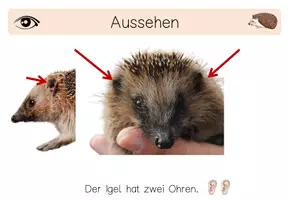 Vorschau - Fördermaterial/Inklusion - 13seitige PDF - Informationen Igel - Waldtiere - Seite 3