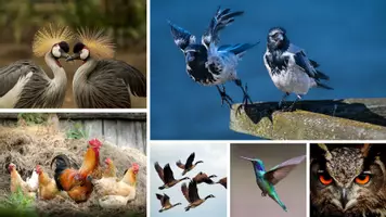 Vorschau - Stundenentwürfe - Stationenlernen Vögel - Seite 2