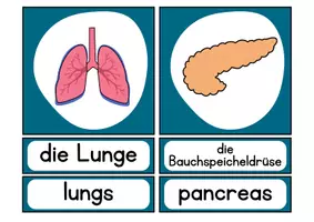 Vorschau - Arbeitsblätter - Innere Organe CLIL: Infokartei und Arbeitsblätter - Seite 3