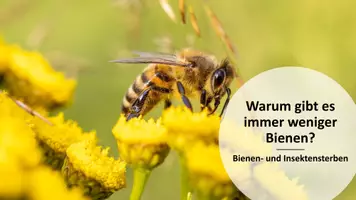 Vorschau - Stundenentwürfe - Bienensterben und Insektensterben - Seite 2