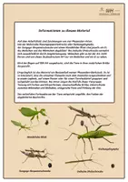 Vorschau - Mal- und Bastelvorlagen - Ausmalbild - Stabschrecken, Gespenstschrecken, Wandelnde Blätter - Seite 1