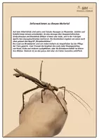 Vorschau - Arbeitsblätter - Phasmiden - Wahr oder Falsch - Aufgabenblatt und Lösung - Seite 1