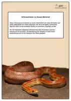 Vorschau - Arbeitsblätter - Kornnattern - Wortgitter und Lückentext - Seite 1